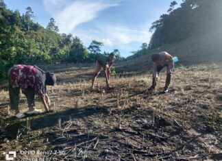 Polsek Bambalamotu Dorong Warga Tanam Jagung, Dukung Ketahanan Pangan di Pasangkayu