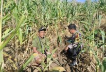 Dukung Ketahanan Pangan, Polsek Bambalamotu Cek Lahan Jagung Petani yang Gagal Panen di Kasoloang