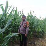 Ketahanan Pangan Jadi Prioritas, Polsek Pasangkayu Pantau Kebun Jagung Milik Warga