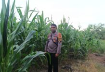 Ketahanan Pangan Jadi Prioritas, Polsek Pasangkayu Pantau Kebun Jagung Milik Warga