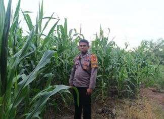 Ketahanan Pangan Jadi Prioritas, Polsek Pasangkayu Pantau Kebun Jagung Milik Warga