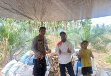 Panen Jagung di Bambaira, Polisi Dorong Petani Perkuat Ketahanan Pangan