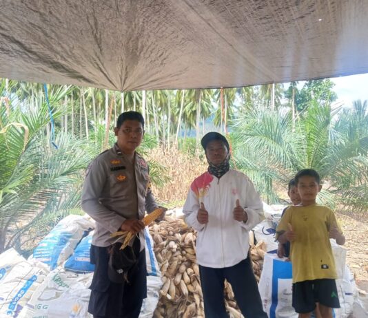 Panen Jagung di Bambaira, Polisi Dorong Petani Perkuat Ketahanan Pangan