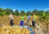 Dukung Program Ketahanan Pangan, Polisi di Pasangkayu Ikut Panen Jagung Bersama Warga