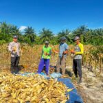 Dukung Program Ketahanan Pangan, Polisi di Pasangkayu Ikut Panen Jagung Bersama Warga