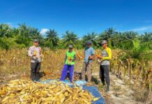 Dukung Program Ketahanan Pangan, Polisi di Pasangkayu Ikut Panen Jagung Bersama Warga