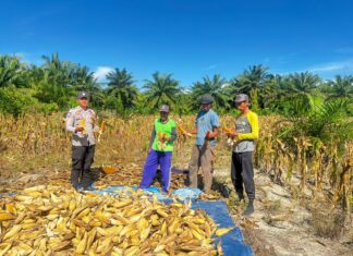 Dukung Program Ketahanan Pangan, Polisi di Pasangkayu Ikut Panen Jagung Bersama Warga