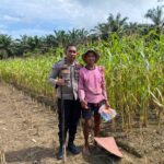Bhabinkamtibmas Polsek Pasangkayu Terus Pantau Perkembangan Lahan Jagung Warga Binaan