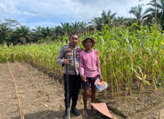 Bhabinkamtibmas Polsek Pasangkayu Terus Pantau Perkembangan Lahan Jagung Warga Binaan