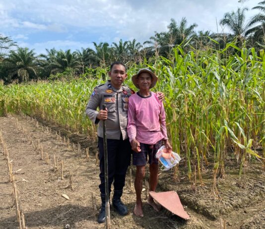 Bhabinkamtibmas Polsek Pasangkayu Terus Pantau Perkembangan Lahan Jagung Warga Binaan