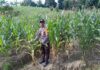 Bhabinkamtibmas Polsek Pasangkayu Turun Langsung Cek Lahan Jagung, Dorong Petani Maksimalkan Hasil Panen