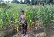 Bhabinkamtibmas Polsek Pasangkayu Turun Langsung Cek Lahan Jagung, Dorong Petani Maksimalkan Hasil Panen