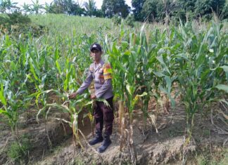 Bhabinkamtibmas Polsek Pasangkayu Turun Langsung Cek Lahan Jagung, Dorong Petani Maksimalkan Hasil Panen