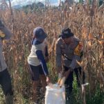 Kapolsek Sarudu Turun ke Ladang! Bersama Bhabinkamtibmas, Bantu Warga Panen Jagung hingga Tuntas.