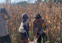 Kapolsek Sarudu Turun ke Ladang! Bersama Bhabinkamtibmas, Bantu Warga Panen Jagung hingga Tuntas.