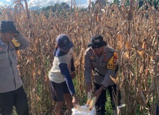 Kapolsek Sarudu Turun ke Ladang! Bersama Bhabinkamtibmas, Bantu Warga Panen Jagung hingga Tuntas.