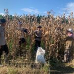 Polsek Sarudu Semangat Dampingi Warga Panen Jagung