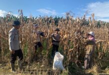 Polsek Sarudu Semangat Dampingi Warga Panen Jagung