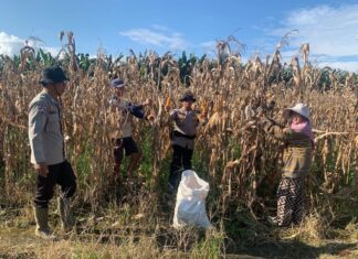 Polsek Sarudu Semangat Dampingi Warga Panen Jagung