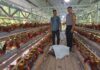 Bhabinkamtibmas Polsek Bambalamotu Sambangi Peternakan Ayam Petelur Warga