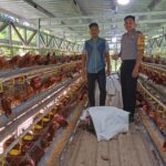 Bhabinkamtibmas Polsek Bambalamotu Sambangi Peternakan Ayam Petelur Warga