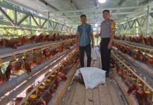 Bhabinkamtibmas Polsek Bambalamotu Sambangi Peternakan Ayam Petelur Warga