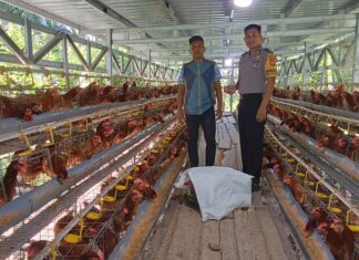 Bhabinkamtibmas Polsek Bambalamotu Sambangi Peternakan Ayam Petelur Warga