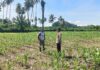 Bhabinkamtibmas Pantau Pertumbuhan Jagung Warga, Dukung Ketahanan Pangan di Bambalamotu