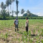 Bhabinkamtibmas Pantau Pertumbuhan Jagung Warga, Dukung Ketahanan Pangan di Bambalamotu