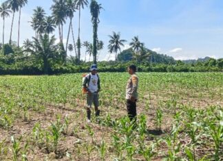 Bhabinkamtibmas Pantau Pertumbuhan Jagung Warga, Dukung Ketahanan Pangan di Bambalamotu