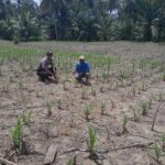 Bhabinkamtibmas Polsek Pasangkayu Pantau Pertumbuhan Jagung Warga, Dukung Ketahanan Pangan