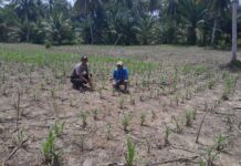 Bhabinkamtibmas Polsek Pasangkayu Pantau Pertumbuhan Jagung Warga, Dukung Ketahanan Pangan