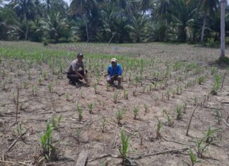 Bhabinkamtibmas Polsek Pasangkayu Pantau Pertumbuhan Jagung Warga, Dukung Ketahanan Pangan