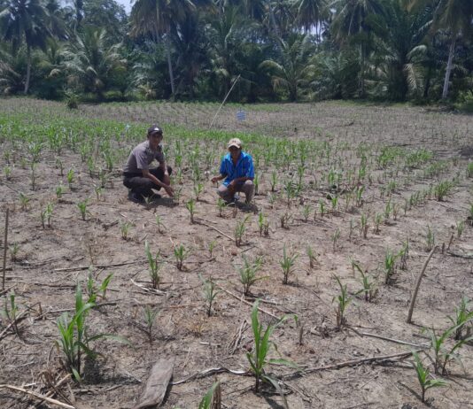 Bhabinkamtibmas Polsek Pasangkayu Pantau Pertumbuhan Jagung Warga, Dukung Ketahanan Pangan