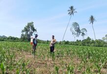 Bhabinkamtibmas Aktif Pantau Lahan Jagung Warga di Desa Kalola, Wujud Dukungan Ketahanan Pangan
