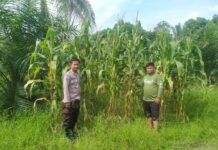 Bhabinkamtibmas Polsek Sarudu Aktif Pantau Perkembangan Tanaman Jagung Warga