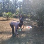 Bhabinkamtibmas Polsek Sarudu Ajak Warga Manfaatkan Lahan Kosong, Tanam Jagung Demi Ketahanan Pangan