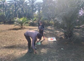 Bhabinkamtibmas Polsek Sarudu Ajak Warga Manfaatkan Lahan Kosong, Tanam Jagung Demi Ketahanan Pangan