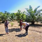 Sinergi Keren! Polisi dan Warga Sarudu Kompak Tanam Jagung untuk Masa Depan Pangan