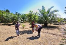 Sinergi Keren! Polisi dan Warga Sarudu Kompak Tanam Jagung untuk Masa Depan Pangan