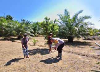 Sinergi Keren! Polisi dan Warga Sarudu Kompak Tanam Jagung untuk Masa Depan Pangan