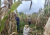 Bhabinkamtibmas Panen Jagung Bersama Warga Perkuat Kedekatan Polri dan Masyarakat