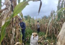 Bhabinkamtibmas Panen Jagung Bersama Warga Perkuat Kedekatan Polri dan Masyarakat