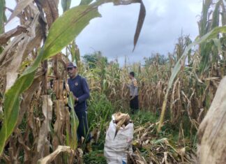 Bhabinkamtibmas Panen Jagung Bersama Warga Perkuat Kedekatan Polri dan Masyarakat