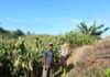 Bhabinkamtibmas Polsek Bambalamotu Pantau Tanaman Jagung Warga, Dukung Ketahanan Pangan