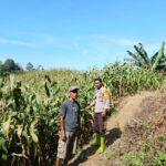 Bhabinkamtibmas Polsek Bambalamotu Pantau Tanaman Jagung Warga, Dukung Ketahanan Pangan
