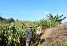 Bhabinkamtibmas Polsek Bambalamotu Pantau Tanaman Jagung Warga, Dukung Ketahanan Pangan