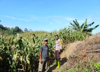 Bhabinkamtibmas Polsek Bambalamotu Pantau Tanaman Jagung Warga, Dukung Ketahanan Pangan