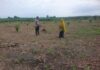 Bhabinkamtibmas Polsek Pasangkayu Bersama Warga Sulap Lahan Kosong Jadi Kebun Jagung Produktif