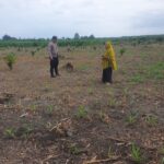 Bhabinkamtibmas Polsek Pasangkayu Bersama Warga Sulap Lahan Kosong Jadi Kebun Jagung Produktif
